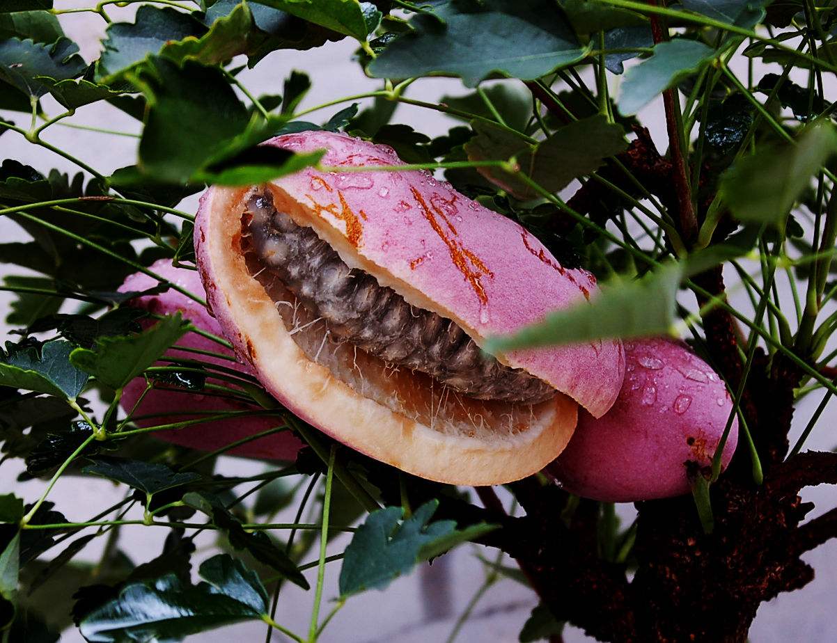 自己果园卖水果的技巧和经营模式,自家果园水果如何网上平台销售