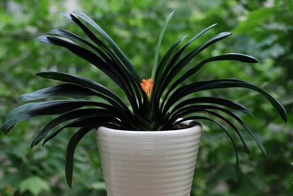 君子兰养护步骤与方法,君子兰喝了3种水疯长不停