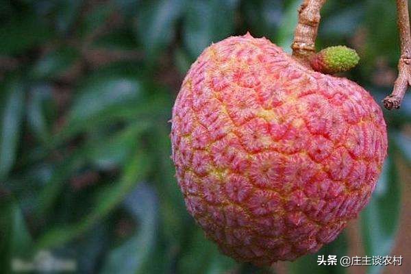 世界上最贵的几种食材有哪些,世界上最贵最顶级的食材