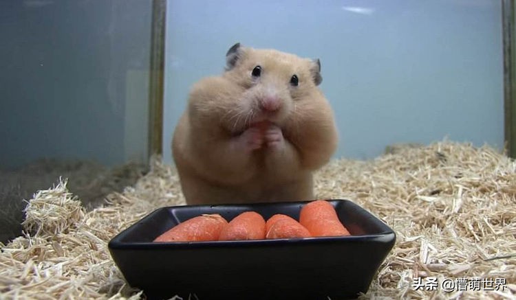 小仓鼠的嘴里为什么那么多东西,仓鼠的嘴巴里为什么那么多吃的