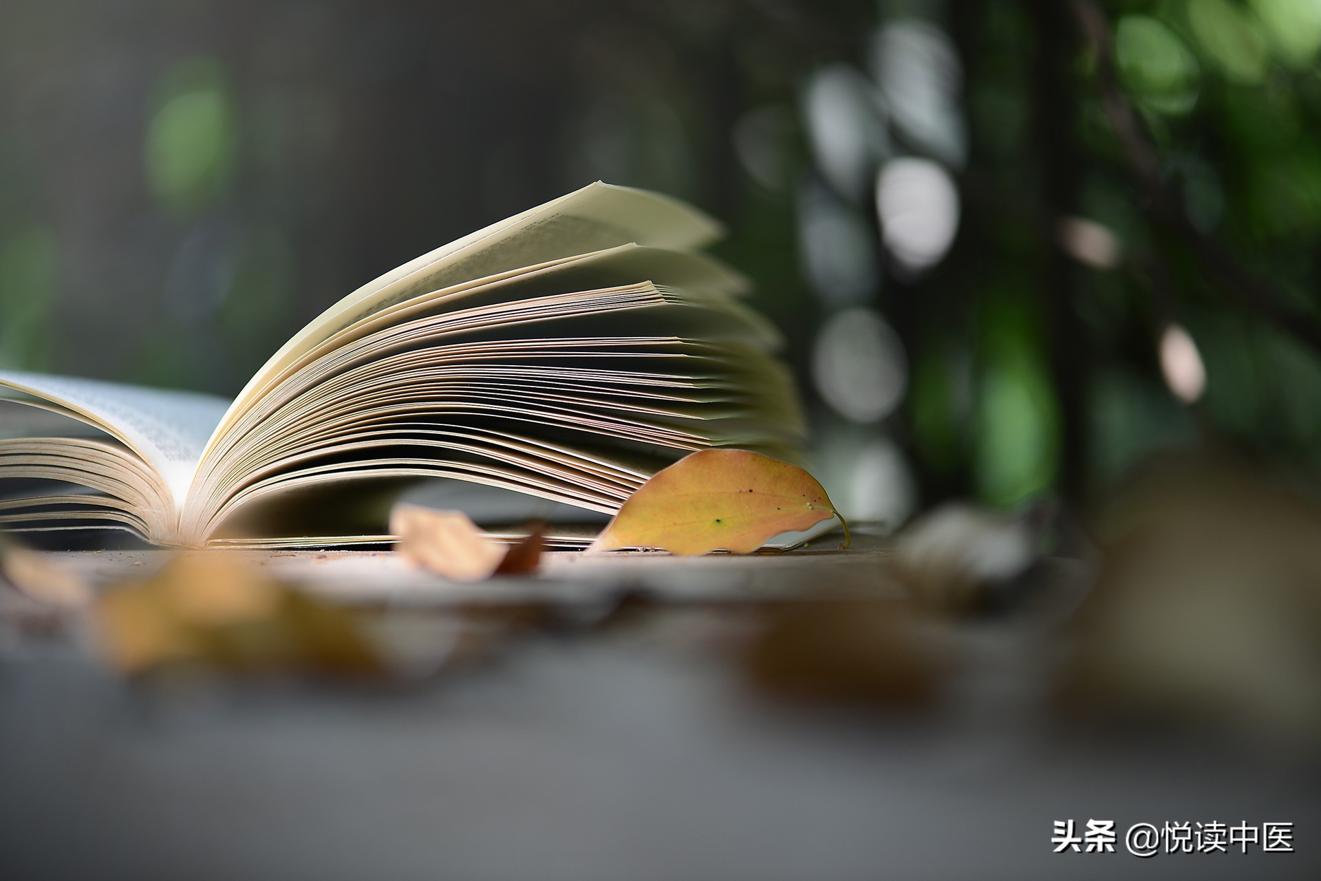 「温经典」如何学习《金匮要略》？