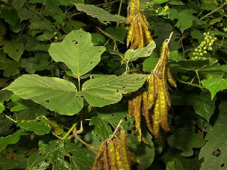 葛根在美国,葛根泛滥成灾