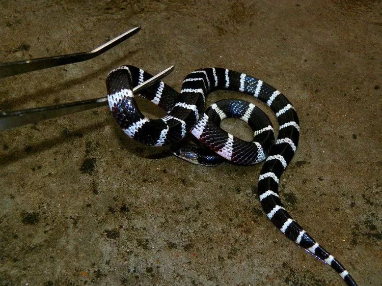 贵州被毒蛇咬了去哪个医院,野外银环蛇咬伤事件