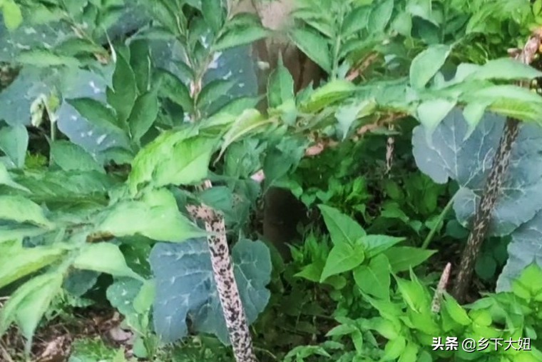 普通魔芋花很臭为什么,魔芋开花有腐臭味