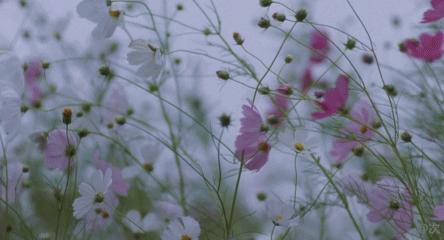 《西小河的夏天》歌曲剪辑版,西小河的夏天免费完整版