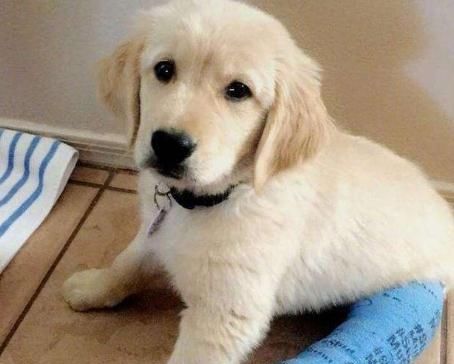 金毛幼犬的正确饲养方法,金毛幼犬轻微护食怎么办