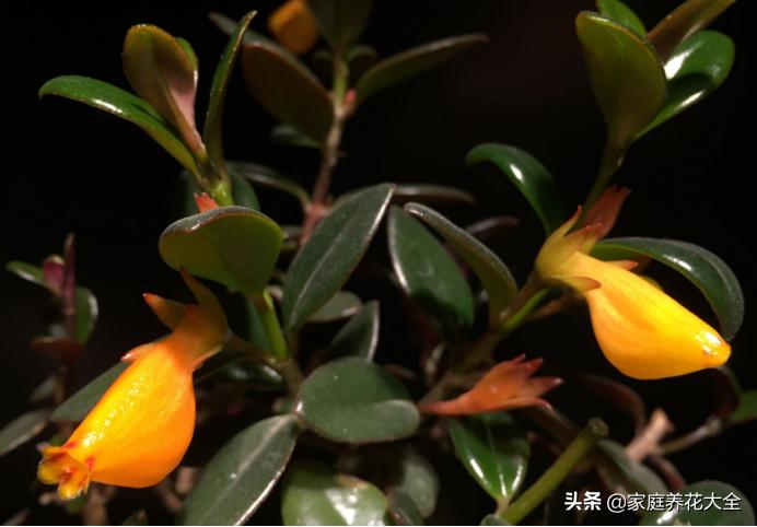 金鱼吊兰黄叶是什么原因,金鱼吊兰老是黄叶怎么回事