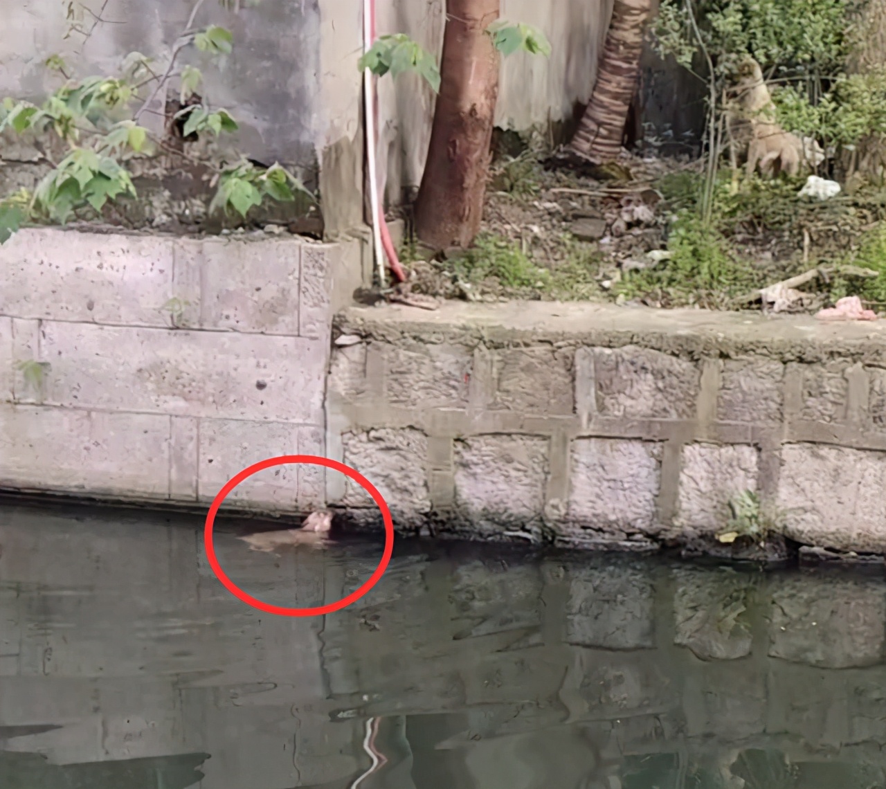 好心人救助落水狗有爱心,好心人救出几只被困小狗