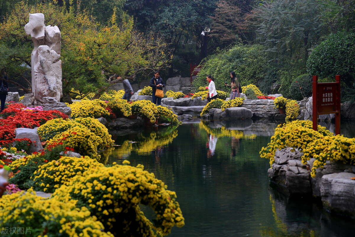重阳节赏菊正当时，推荐国内这9个地方的赏菊好去处，沉浸式赏花