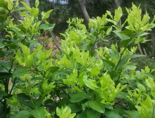 柑橘药害怎么补救最快最有效,柑橘药害的补救方法大全