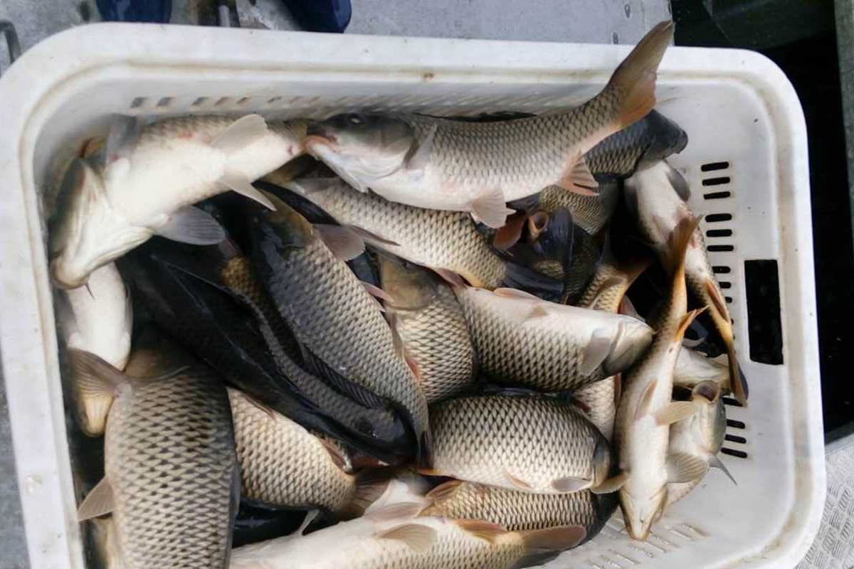 钓鲤鱼用什么饵料最好加小药,钓鲤鱼饵料加什么小药好