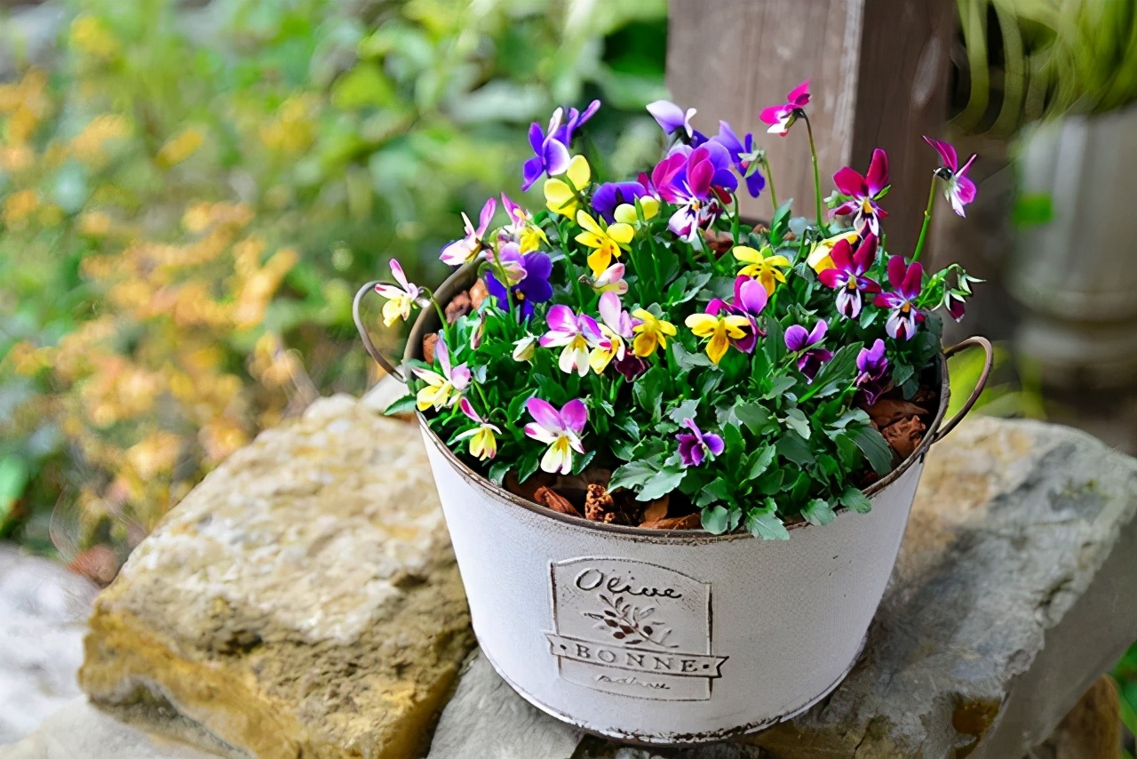 角堇和皱边角堇哪个花大,皱边角堇和穗边角堇的区别