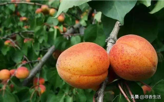 芳疗植物油护肤,芳疗常见植物油功效