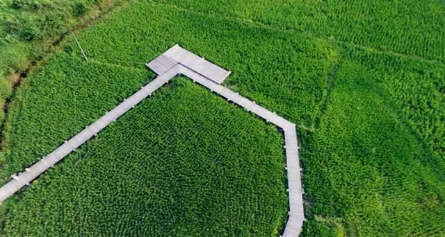 广州增城区宛若故里稻田里民宿,清远稻田田野民宿