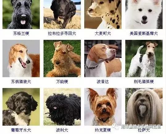 狗狗品种大全卡斯罗,雪纳瑞