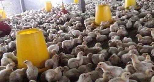 解决夏季鸡腺肌胃炎问题一招制敌,怎样赶走肉鸡的腺肌胃炎