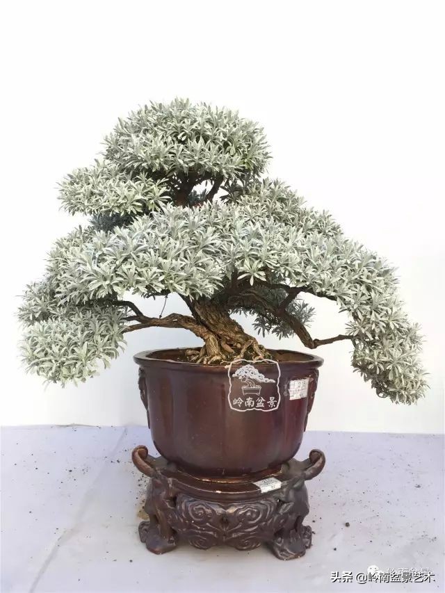 杂木盆景也毫不逊色,杂木盆景值钱吗