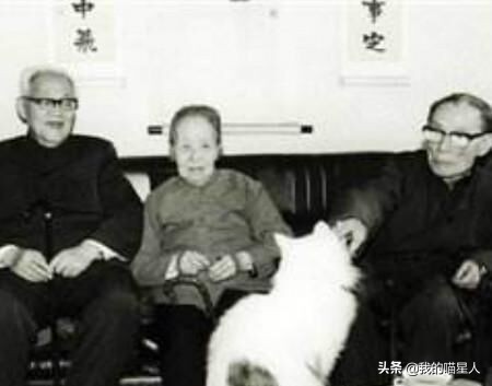 猫的魅力有多大？就连著名作家冰心奶奶也是资深“猫奴”