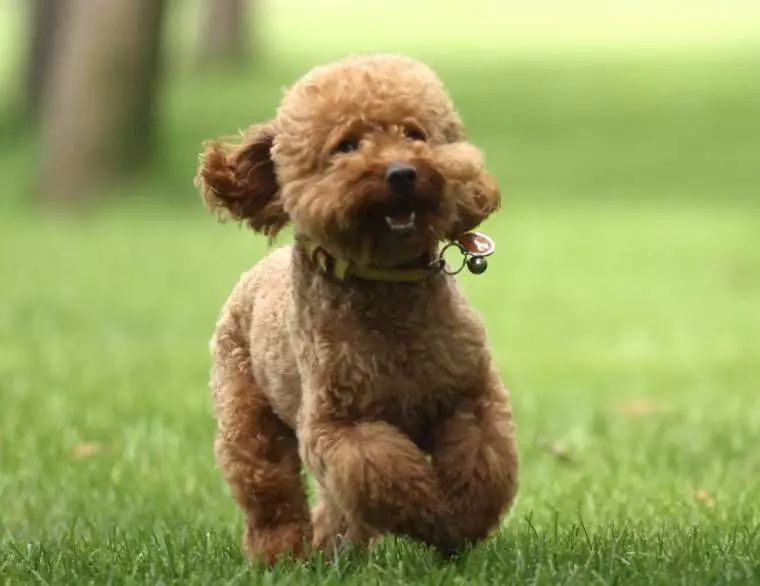 狗狗走路外八字是生病了吗,狗狗后腿外八字怎么矫正