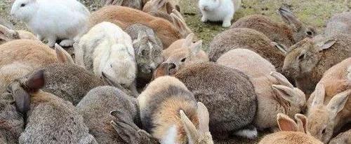 澳洲兔子可以随便吃吗,澳洲泛滥的兔子可以吃吗