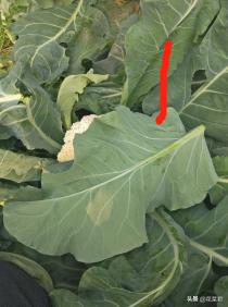 花菜生虫怎么处理,花菜烂了怎么办