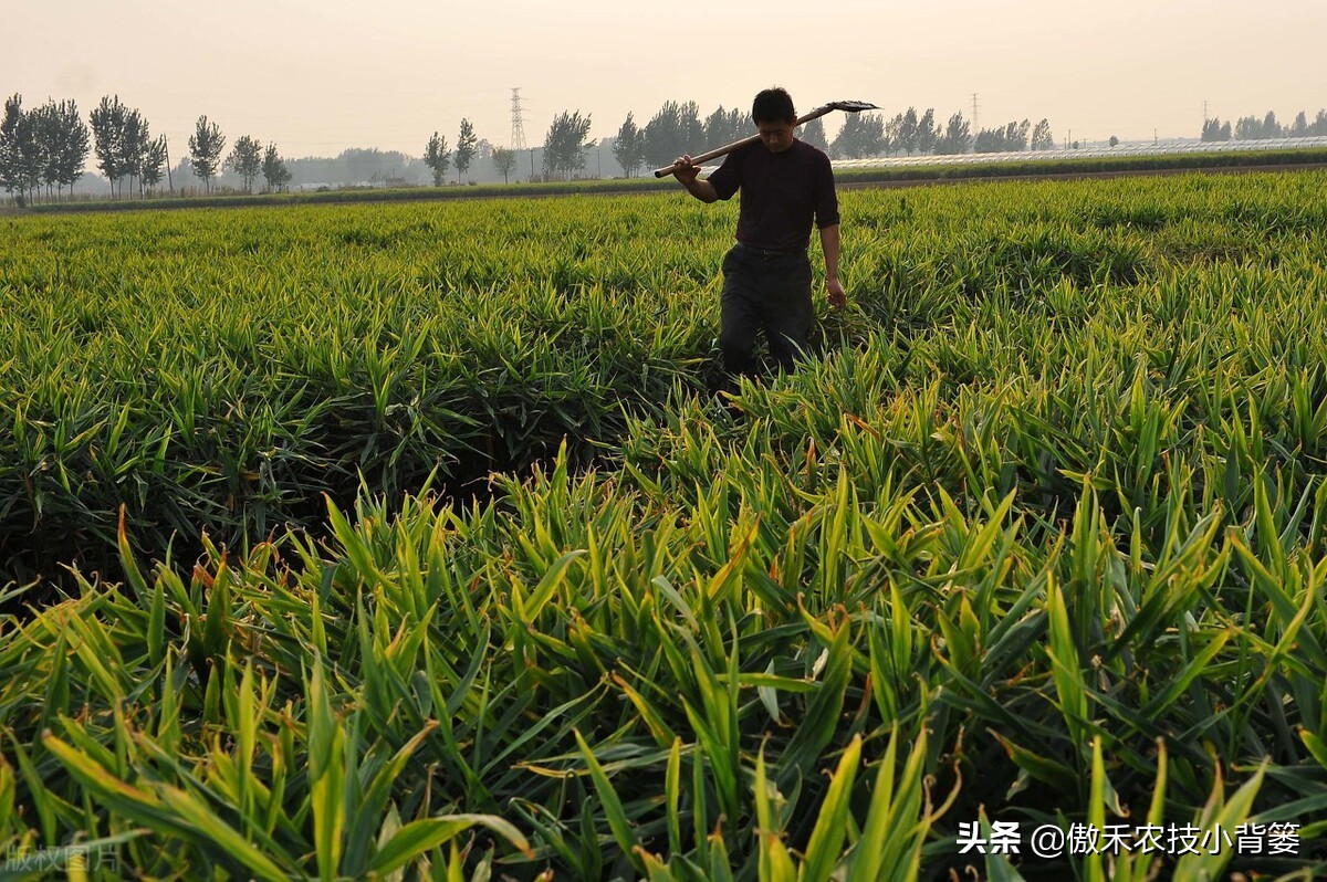 红薯高产种植技术及管理方法,芋头高产种植技巧与管理方法