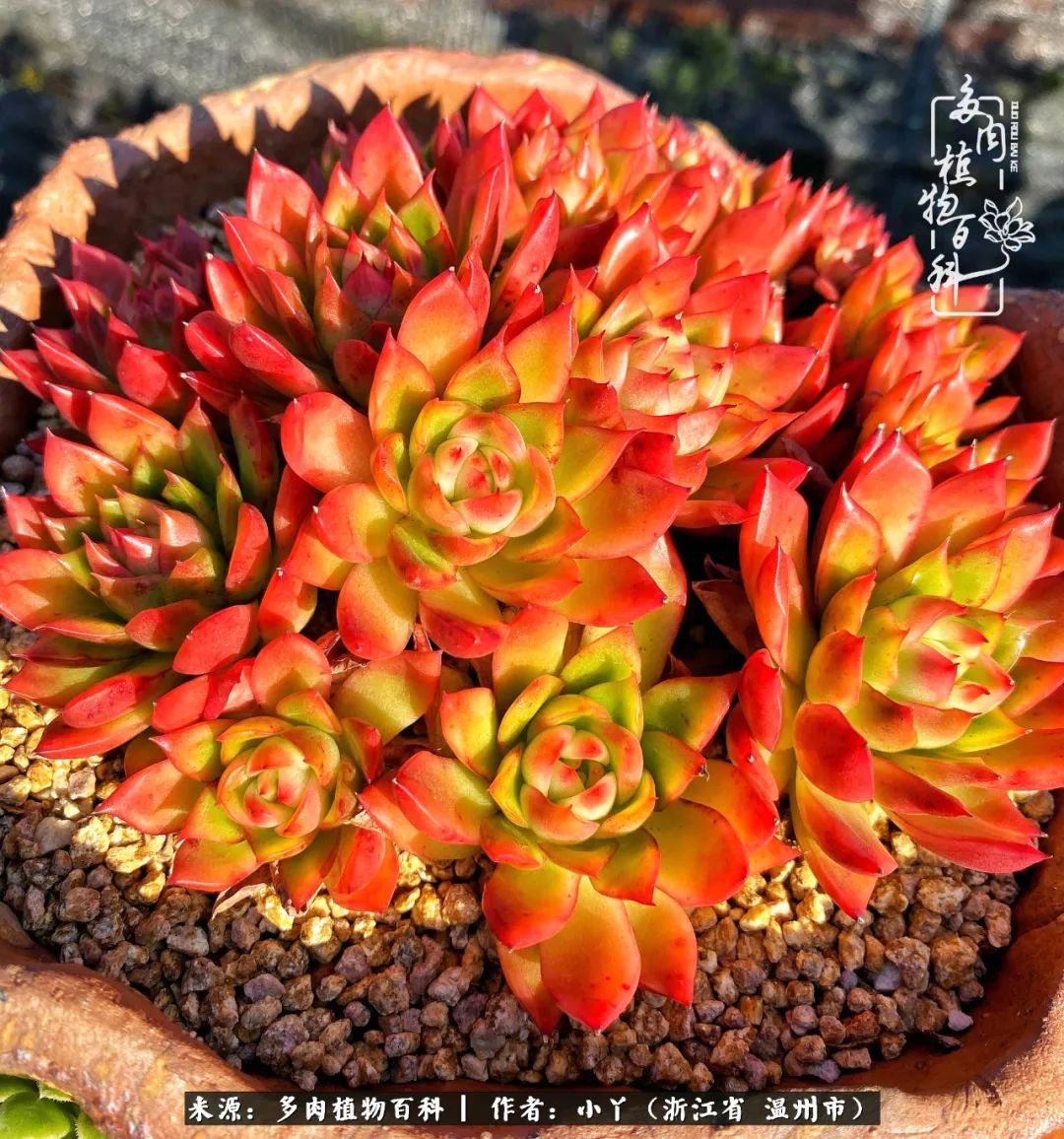 祖上无院家里无矿，一腔浪漫情怀付诸楼顶造花