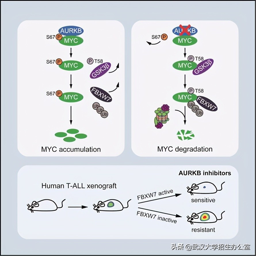 白血病治疗最新突破,国家研究白血病的进展