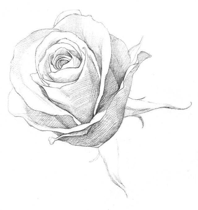 玫瑰素描画法步骤图,玫瑰素描指导视频