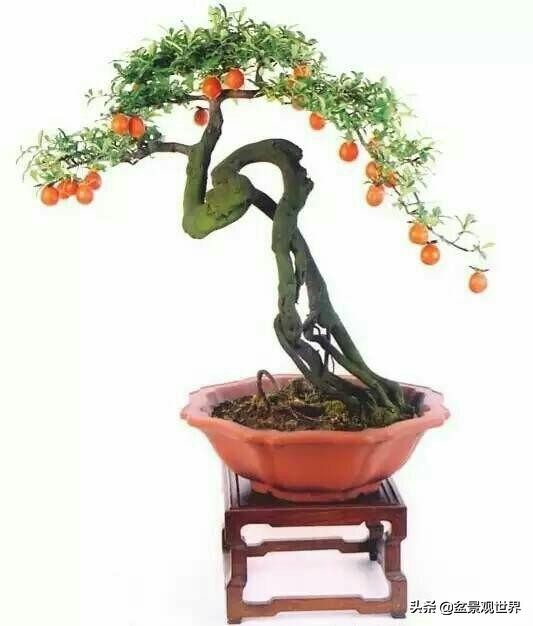 野生挂果金弹子是雌雄同株吗,金弹子雌雄同株公花比母花开得晚