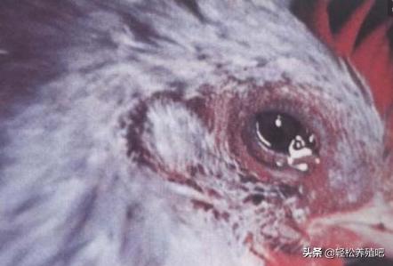 笼养的鸡眼睛肿了是什么情况,鸡为什么眼睛肿还出现脓包