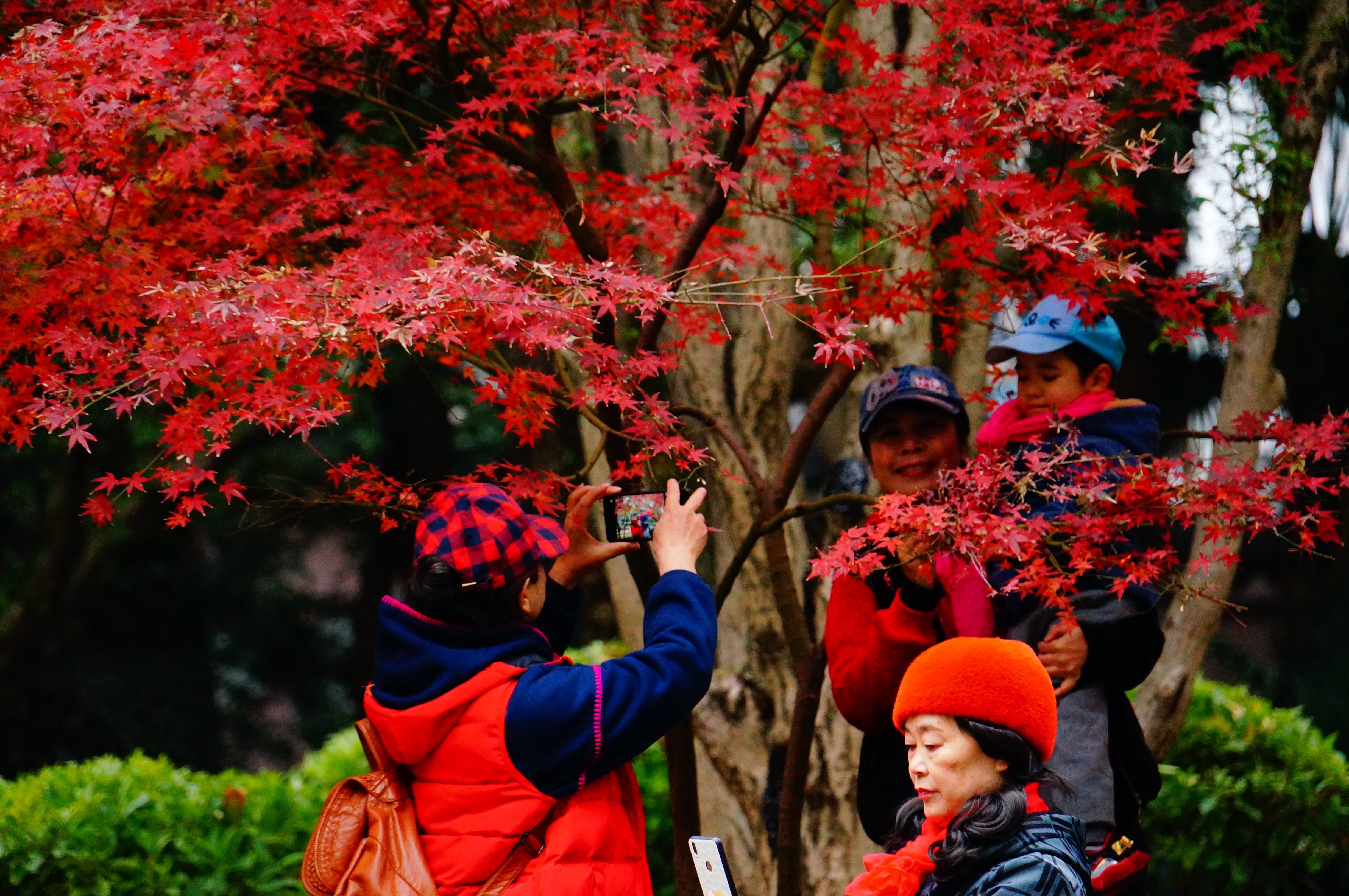 柳州的柳侯公园景色,柳州的秋天美景