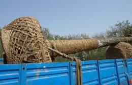 大树移植机视频大全,大树移植的正确方法