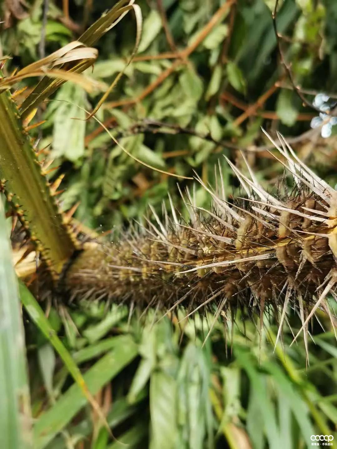 星月五指山料和毛感料区别,海南毛感星月介绍