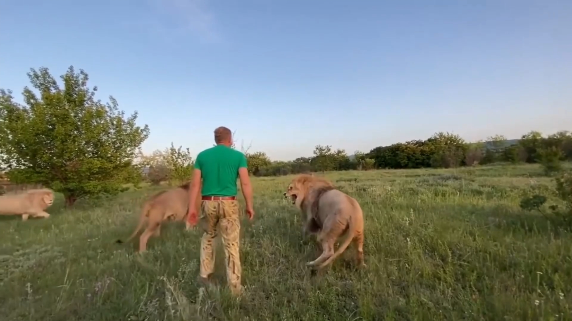 最激烈狮子打架,狮子被一群狮子群殴