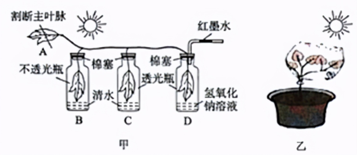 七上生物绿色植物的呼吸作用复习,高一生物必修一呼吸作用习题讲解