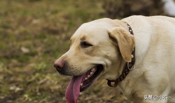养狗需谨慎，温顺懂事的拉布拉多也有缺点，这几个点宠主要知道