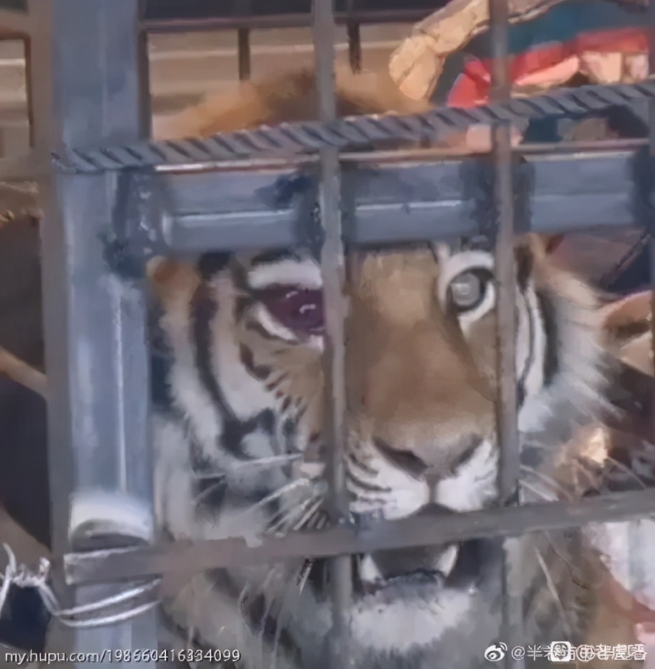 野生老虎为什么会避开人类,野生虎出没是环境变好了还是坏了