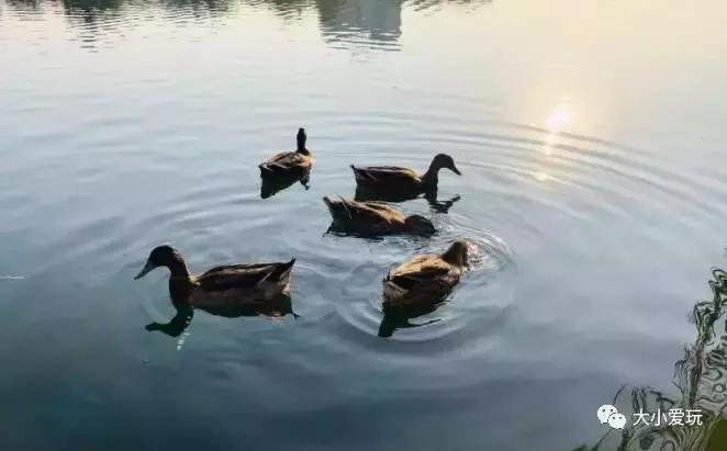 免费公园滑梯,六支沟滑滑梯公园