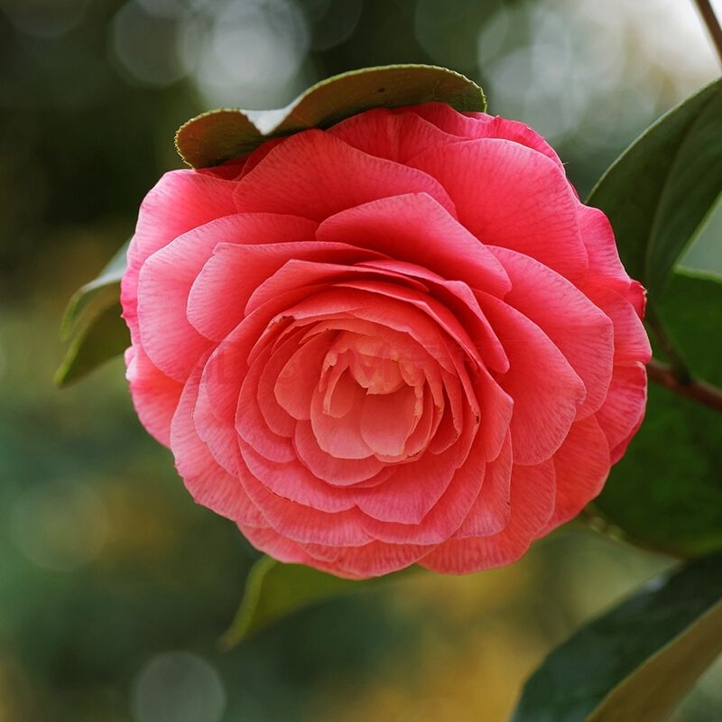 山茶花开花时可以晒太阳吗,山茶花在冬天开花时注意的事项