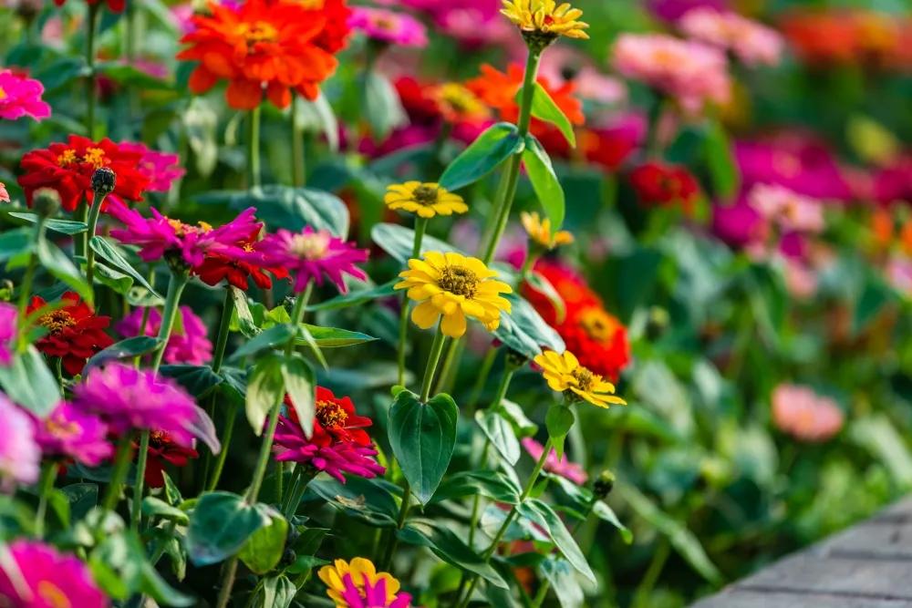 广州花海最新视频,广州花海大片蔚为壮观