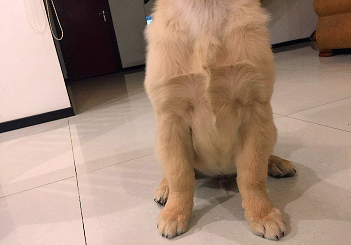 狗狗趾间发炎,狗狗真菌感染皮肤发炎了怎么办