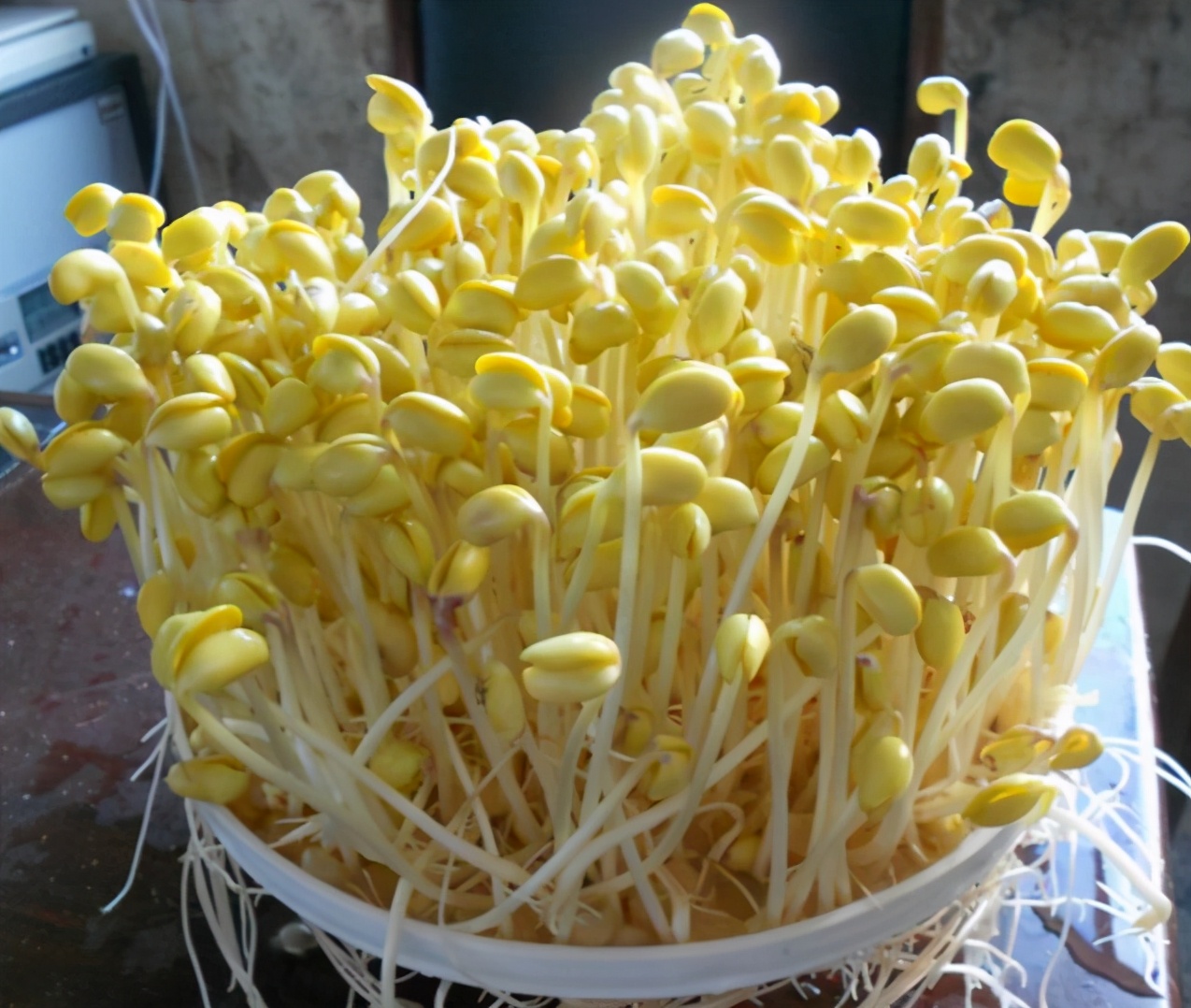 学会这个方法再也不用买豆芽了,发豆芽小技巧让你再也不用出去买