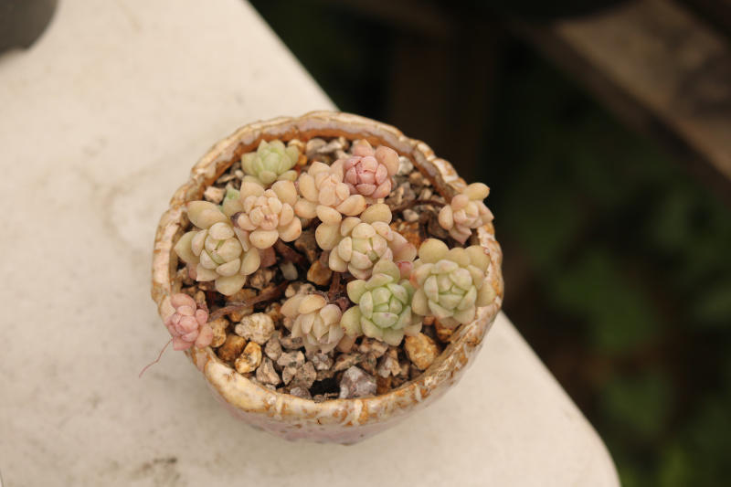 红粉佳人景天科拟石莲属多肉植物,粉蔓莲多肉图片