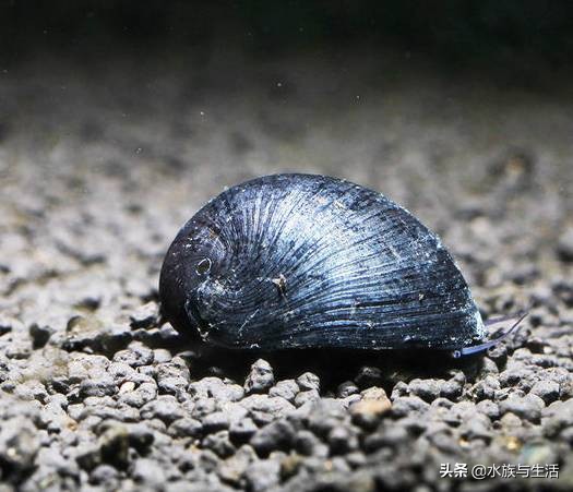 鱼缸中的清洁工最好的选择,鱼缸清洁工清道夫有作用吗