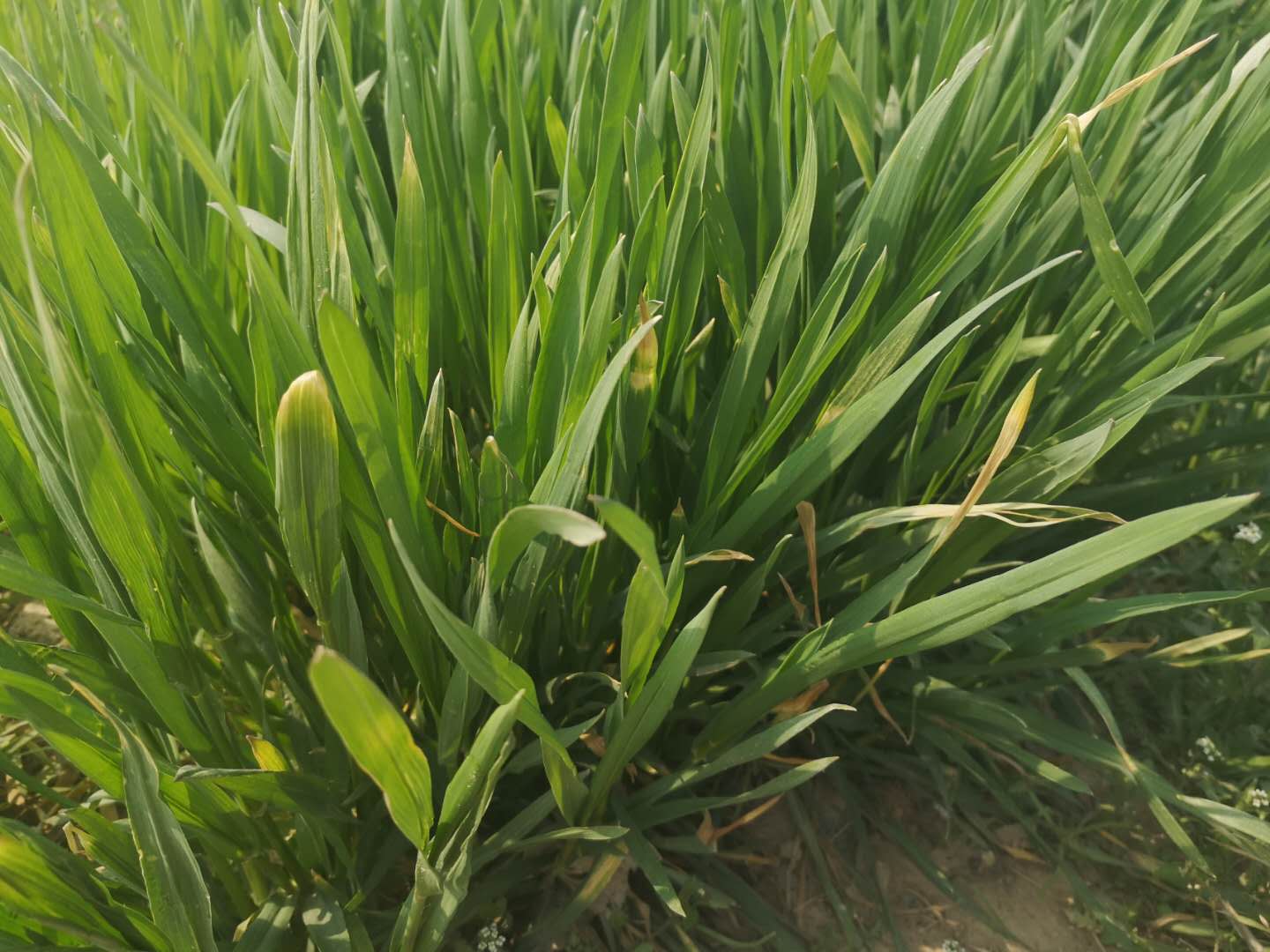 小麦拔节期浇水能增产吗,小麦拔节期用什么药能增产