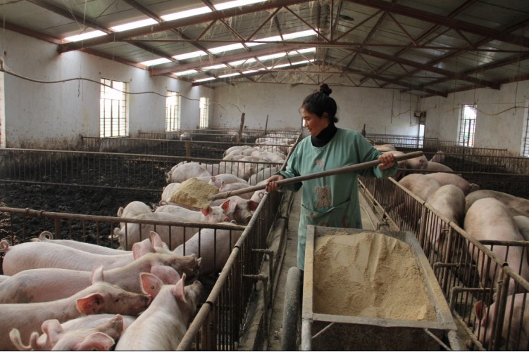 养猪场招博士生,养猪场硕士招工