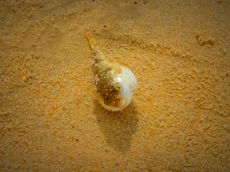 广东湛江旅游攻略赶海,湛江海边旅游攻略推荐地方