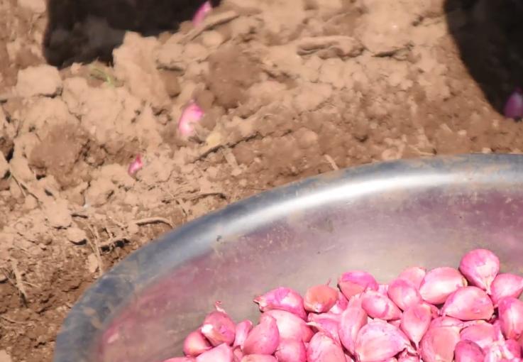 大蒜地里蒜蛆什么时候发生,大蒜打联苯噻虫胺治疗蒜蛆吗