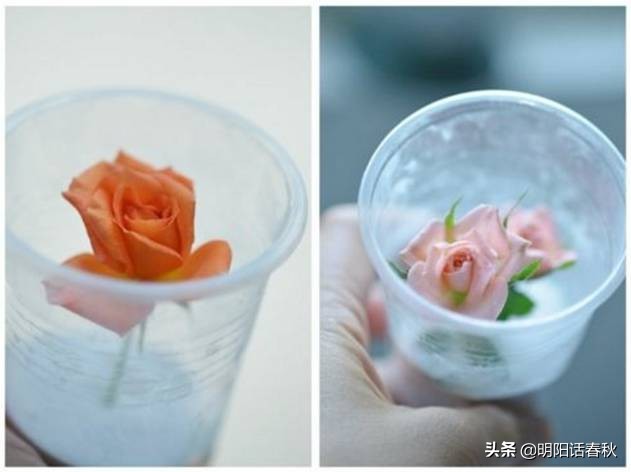 如何制作干花使其可以永久保存,如何制作干花书签